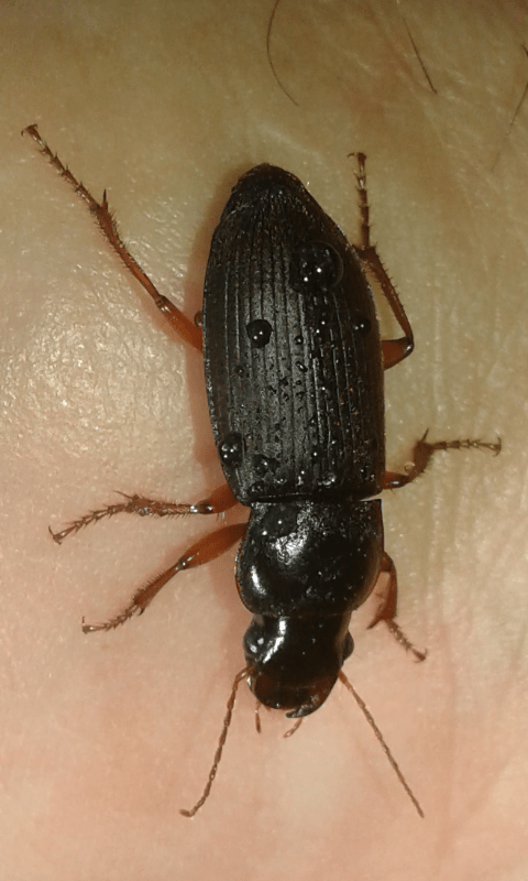 Carabidae : Pseudoophonus rufipes?